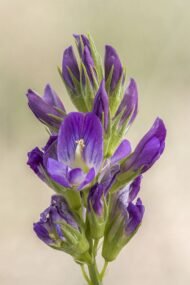 🌿 برسيم حجازي – gabaseedMedicago sativa L.