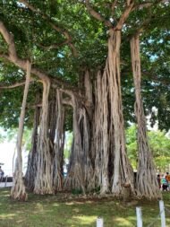🌿 بذور فيكس بنغالي Ficus benghalensis gabaseed