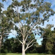 بذور الكافور الليموني – Eucalyptus citriodora gabaseed