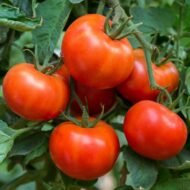 بذور الطماطم Solanum lycopersicum gabaseed