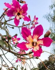 – Silk Floss Tree – Floss Silk Tree – Palo Borrachoمن أسمائها المتداولة: كوريزيا – كوريزيا مزهرة – شجرة زجاجة الحرير – شجرة الحرير