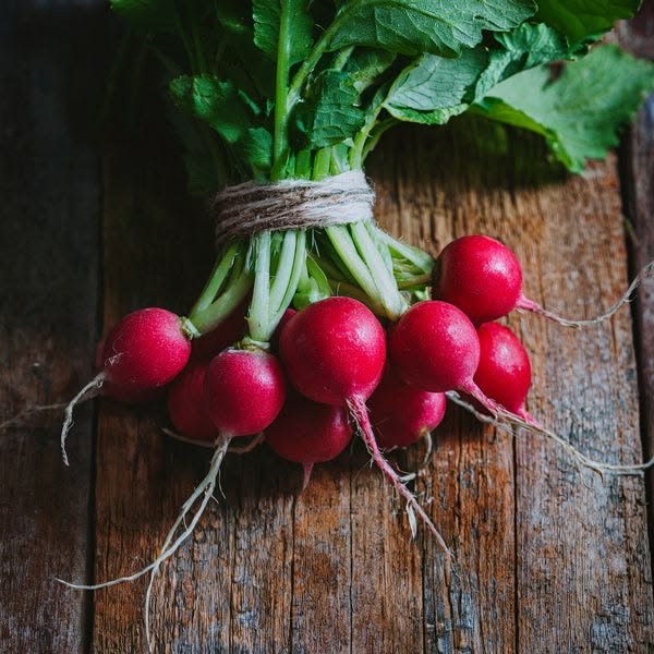 🌿 فجل – Raphanus sativusgabaseed.