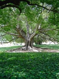 🌿 بذور فيكس لسان عصفور – Ficus religiosa gabaseed