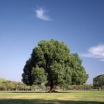 بذور كافور بلدي Eucalyptus tereticornis gabaseed