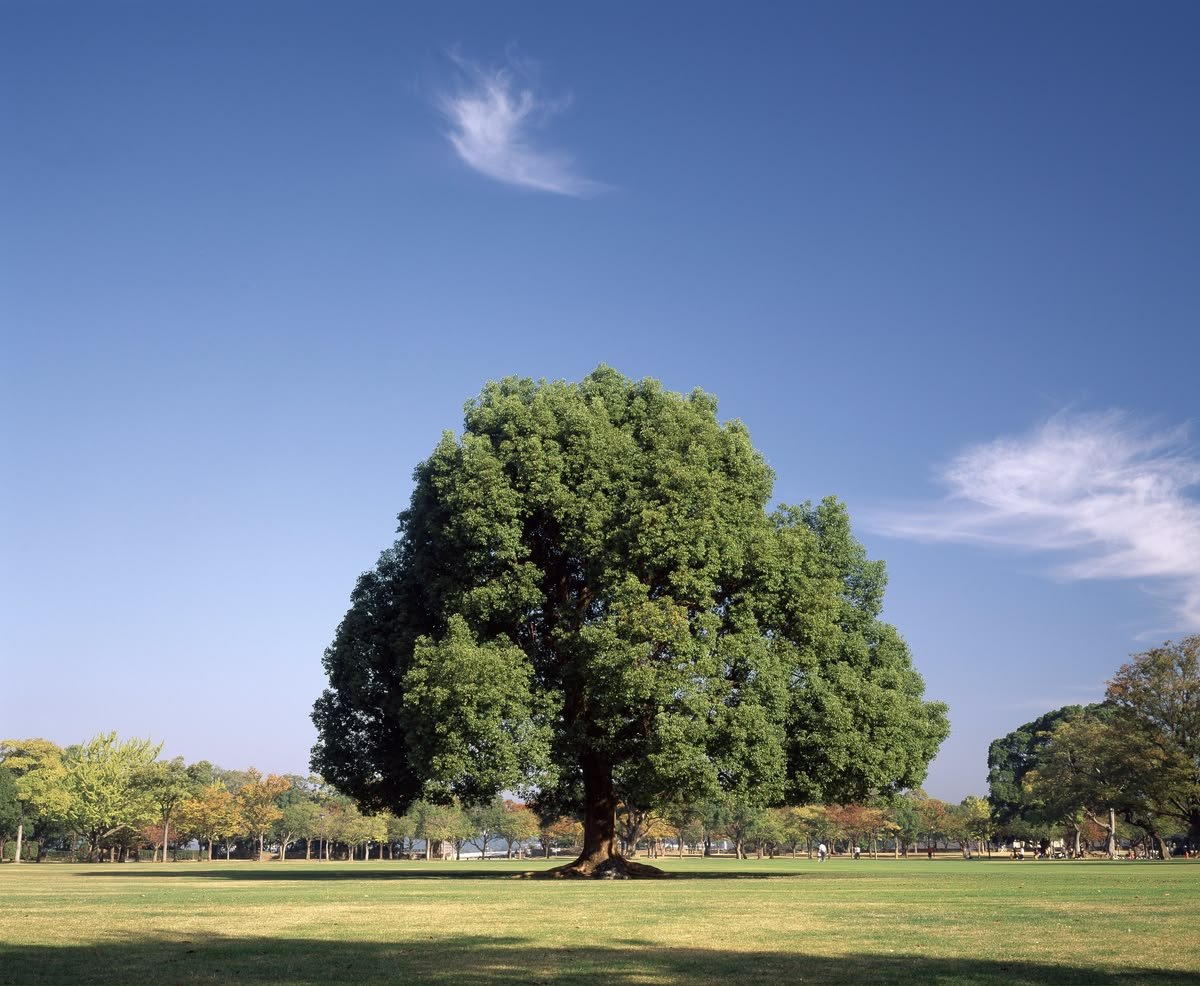 بذور كافور بلدي Eucalyptus tereticornis gabaseed