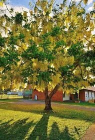 🌿 بذور كاسيا فيستيولا – Cassia fistula gabaseed