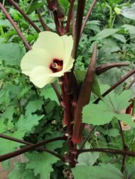 🌿 بذور البامية – Abelmoschus esculentusgabaseed