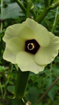 🌿 بذور البامية – Abelmoschus esculentusgabaseed
