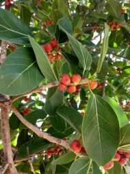 🌿 بذور فيكس بنغالي Ficus benghalensis gabaseed🌿 بذور فيكس بنغالي Ficus benghalensis gabaseed