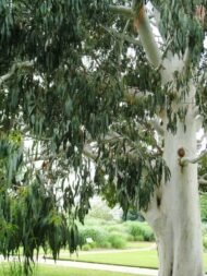 بذور الكافور الليموني – Eucalyptus citriodora gabaseed