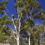 بذور الكافور الليموني – Eucalyptus citriodora gabaseed