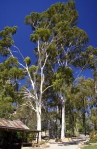 بذور الكافور الليموني – Eucalyptus citriodora gabaseed