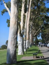 بذور الكافور الليموني – Eucalyptus citriodora gabaseed