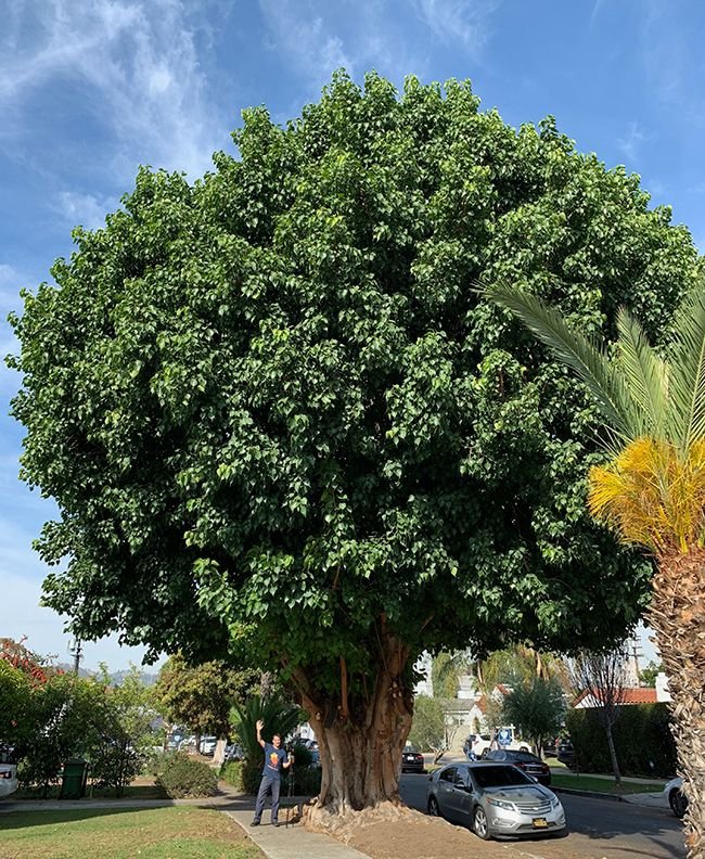 🌿 بذور فيكس لسان عصفور – Ficus religiosa gabaseed