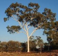 بذور الكافور الليموني – Eucalyptus citriodora gabaseed