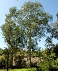 بذور كافور بلدي Eucalyptus tereticornis gabaseed