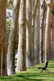 بذور الكافور الليموني – Eucalyptus citriodora gabaseed