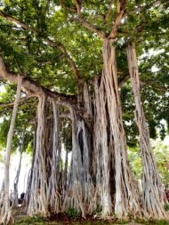 🌿 بذور فيكس بنغالي Ficus benghalensis gabaseed
