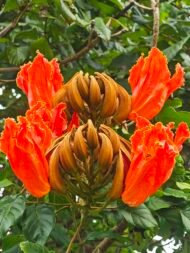 بذور الخزامى الأفريقي – Spathodea campanulata gabaseed