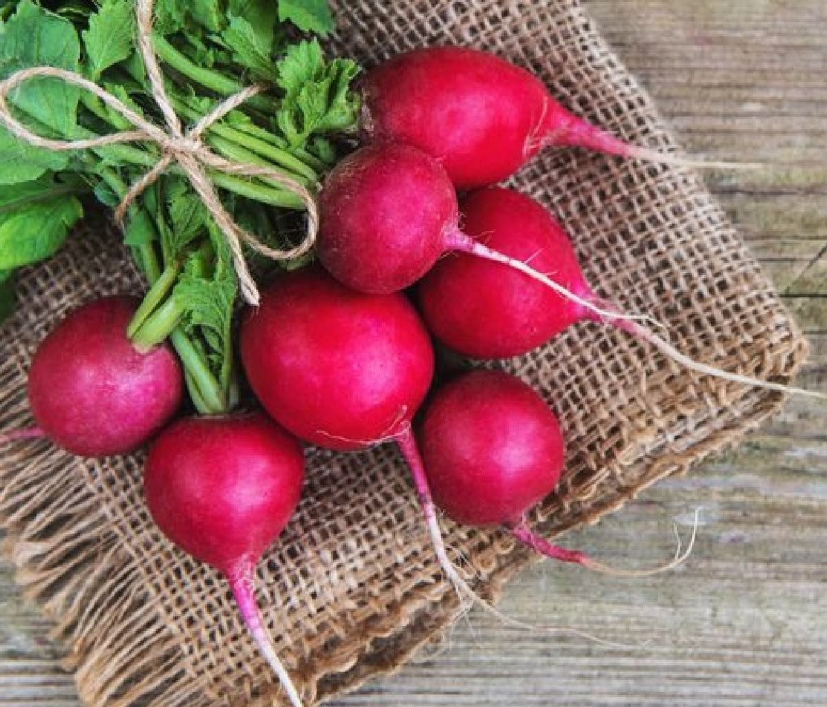 🌿 فجل – Raphanus sativusgabaseed.