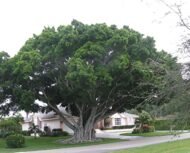 🌿 بذور فيكس بنغالي Ficus benghalensis gabaseed
