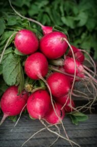 🌿 فجل – Raphanus sativusgabaseed.