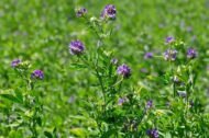 🌿 برسيم حجازي – gabaseedMedicago sativa L.