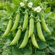 بذور البسلة – Pisum sativumgabaseed
