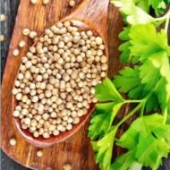 🌿 كزبرة – Coriandrum sativumgabaseed