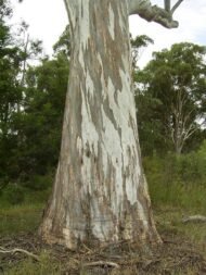 بذور كافور بلدي Eucalyptus tereticornis gabaseed