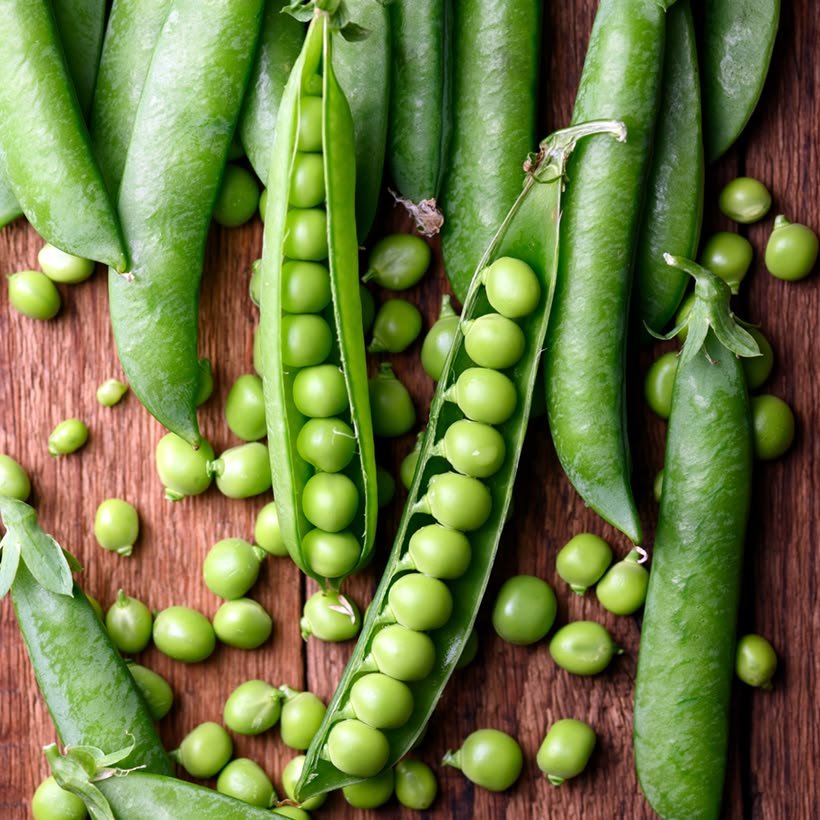 بذور البسلة – Pisum sativumgabaseed