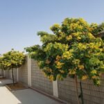 بذور كاسيا جلوكا – Cassia glauca gabaseed