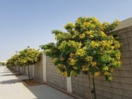بذور كاسيا جلوكا – Cassia glauca gabaseed