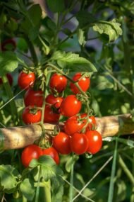 بذور الطماطم Solanum lycopersicum gabaseed