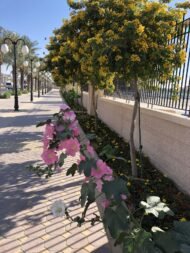 بذور كاسيا جلوكا – Cassia glauca gabaseed