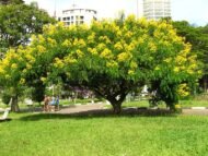 🌿 بذور كاسيا سبيكتابيليس – Senna spectabilis gabaseed