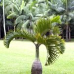 من أسمائها المتداولة: نخيل الزجاجة، نخيل القنينة، Bottle Palm، Bottle-shaped Palm