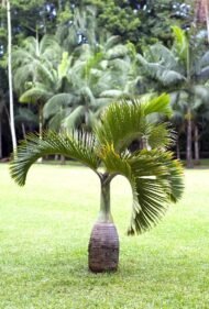 من أسمائها المتداولة: نخيل الزجاجة، نخيل القنينة، Bottle Palm، Bottle-shaped Palm