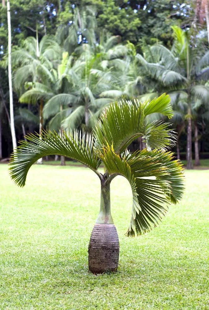 من أسمائها المتداولة: نخيل الزجاجة، نخيل القنينة، Bottle Palm، Bottle-shaped Palm