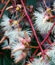 بذور كافور بلدي Eucalyptus tereticornis gabaseed