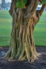 🌿 بذور فيكس لسان عصفور – Ficus religiosa gabaseed