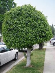 بذور فيكس الأمريكي – Ficus altissima gabaseed