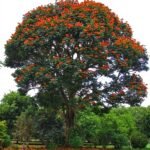 بذور الخزامى الأفريقي – Spathodea campanulata gabaseed