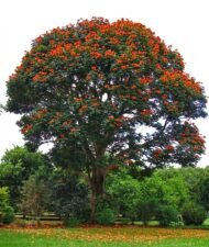 بذور الخزامى الأفريقي – Spathodea campanulata gabaseed