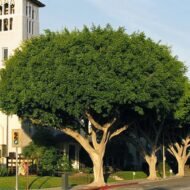 بذور فيكس الأمريكي – Ficus altissima gabaseed