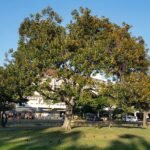 🌿 فيكس فيكتوريا – Ficus benjamina 'Victoria' gabaseed