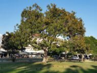 🌿 فيكس فيكتوريا – Ficus benjamina 'Victoria' gabaseed