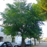 بذور الزنزلخت – Melia azedarach gabaseed