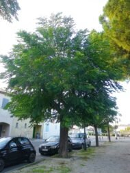 بذور الزنزلخت – Melia azedarach gabaseed