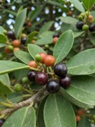 بذور فيكس الأمريكي – Ficus altissima gabaseed